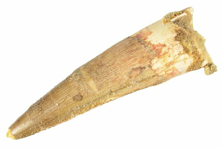 Fossil Spinosaurus Tooth - Real Dinosaur Tooth #266580